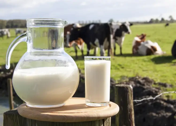 市面上這麼多牛奶，很多都不是純牛奶，看看你選對了嗎？