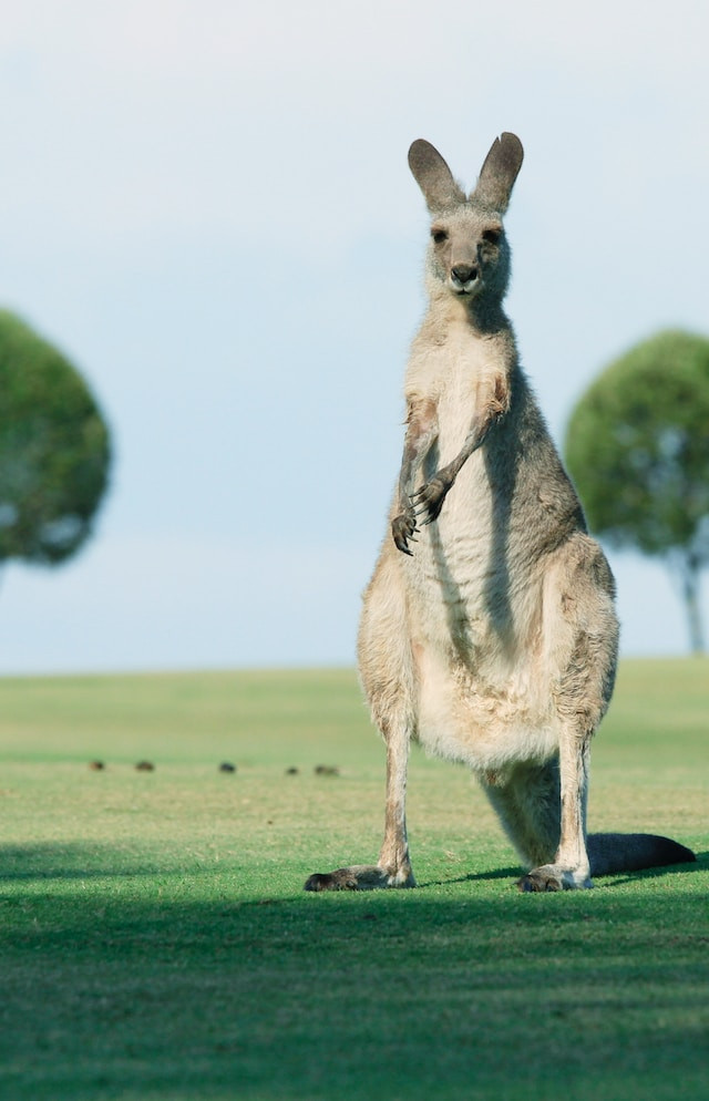 名列澳洲恐怖動物的前五名!如果與這些動物相伴!你還能夠自在悠遊的在澳洲生活嗎!