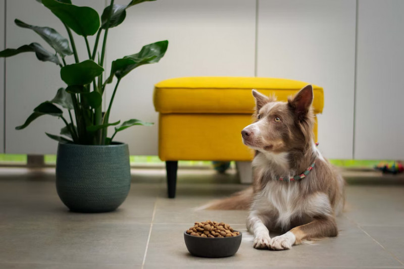 家裡汪汪年紀大了飼料該怎麼挑？５款獸醫常推薦的老犬飼料！