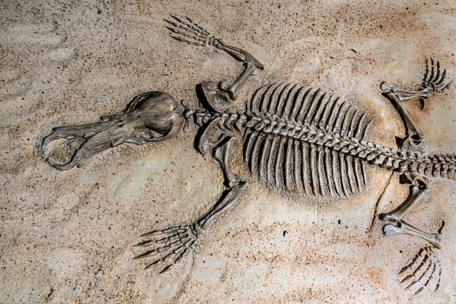 偶然發現的化石證明了運氣比實力還要重要!五個機遇成為知名古生物學家的故事!