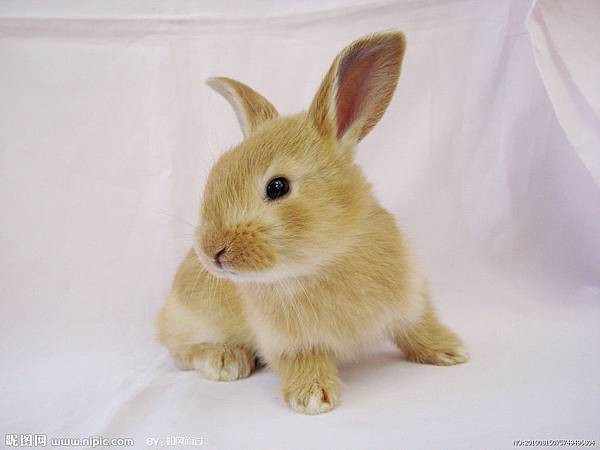 生肖兔最吉祥的3個生日尾數，所願皆能成，幸福一輩子！