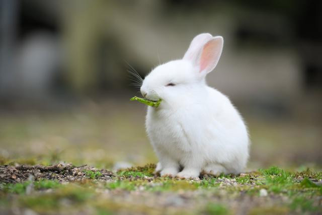 屬兔人最有福氣的4個出生時辰，一生吉祥富貴運！白手起家賺大錢